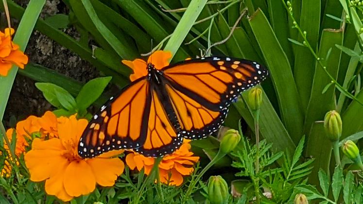 Monarch Butterfly, photographed by Deb Straub
